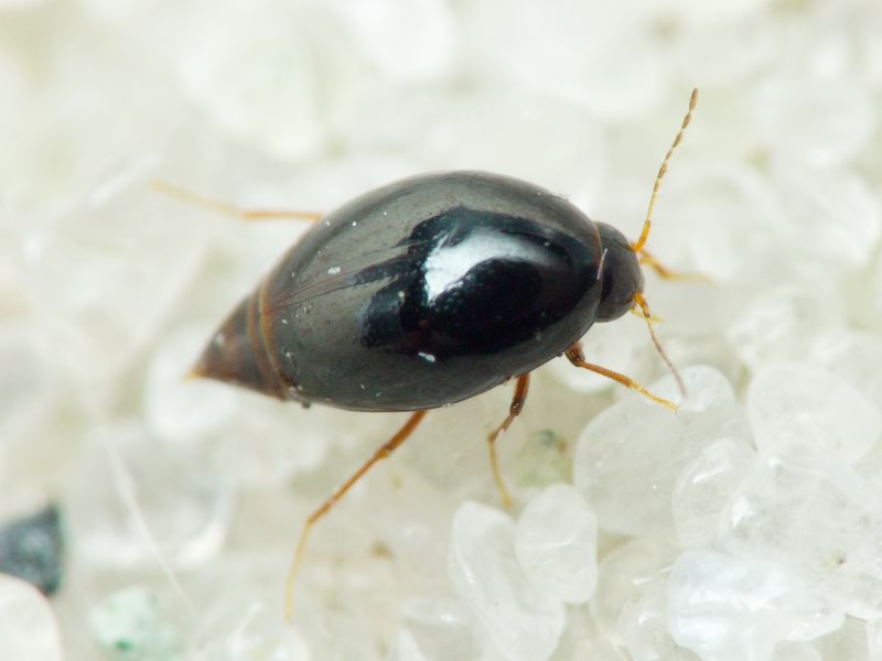 Staphylinidae Latreille, 1802